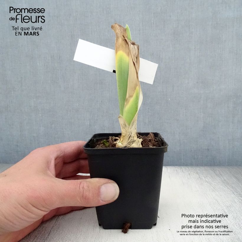 Example of Iris germanica Bewitchment - Iris des Jardins Godet de 8/9 cm as you get in printemps