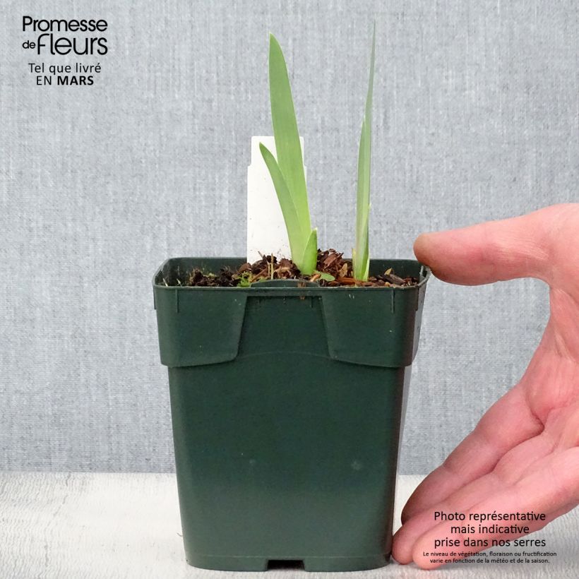 Example of Iris germanica Black Knight - Iris des jardins Godet de 8/9 cm as you get in printemps