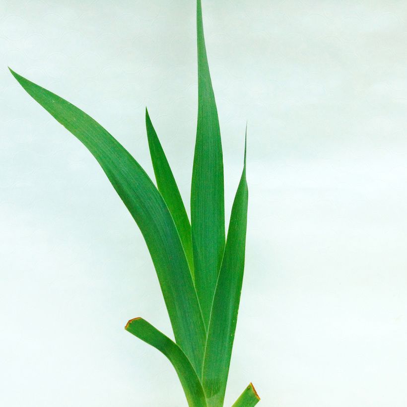 Iris germanica Black Suited (Foliage)