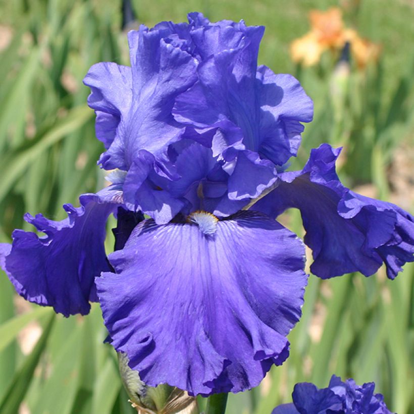Iris germanica Blenheim Royal - Ship Shape - Iris des Jardins (Flowering)