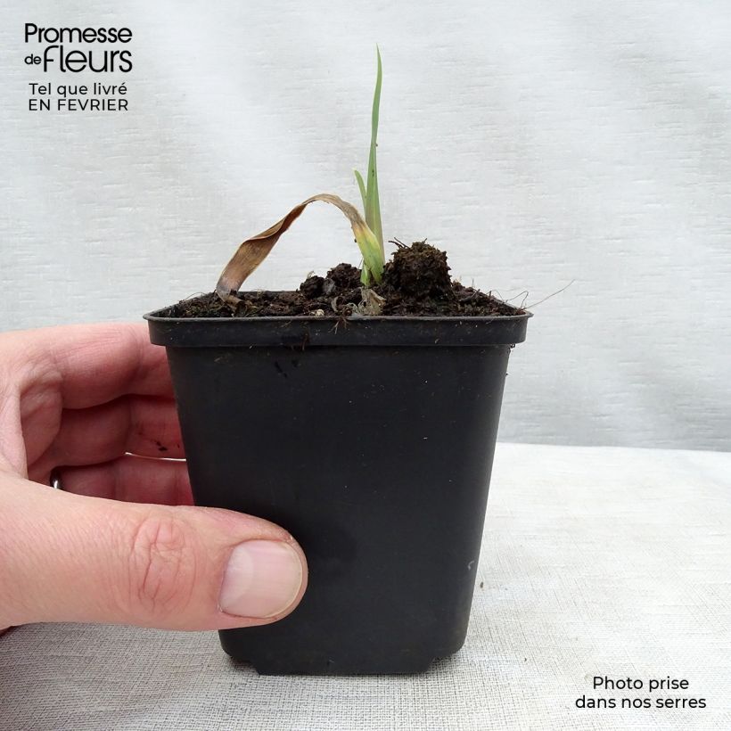 Example of Iris germanica Bleu de Gien - Iris des Jardins Rhizome, Calibre 10/15, qualité extra as you get in hiver