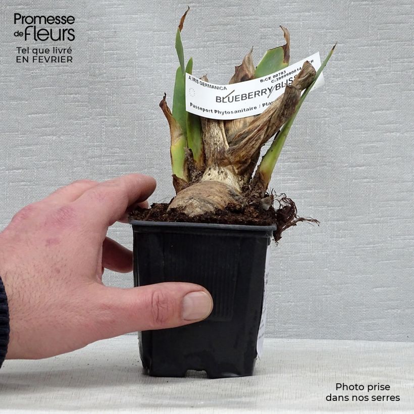 Example of Iris germanica Blueberry Bliss - Iris des Jardins Godet de 8/9 cm as you get in hiver