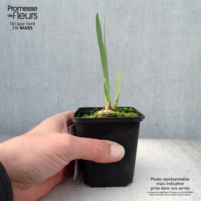 Example of Iris germanica Bruno - Iris des Jardins Godet de 8/9 cm, Calibre 4/6 as you get in printemps