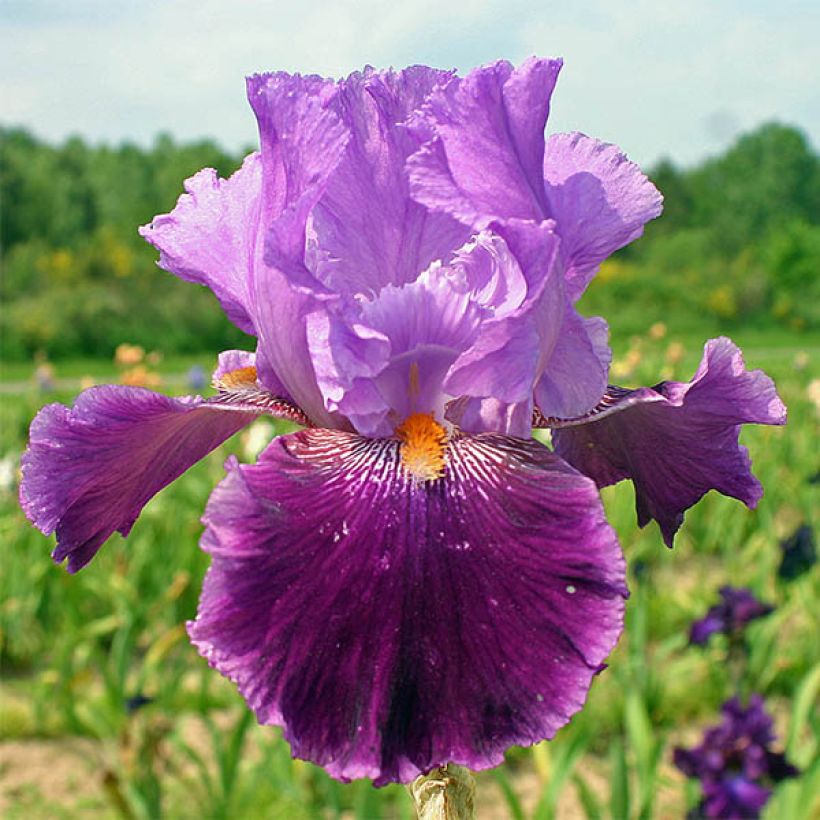 Iris germanica Buc Joyeux Anniversaire - Iris des jardins remontant (Flowering)