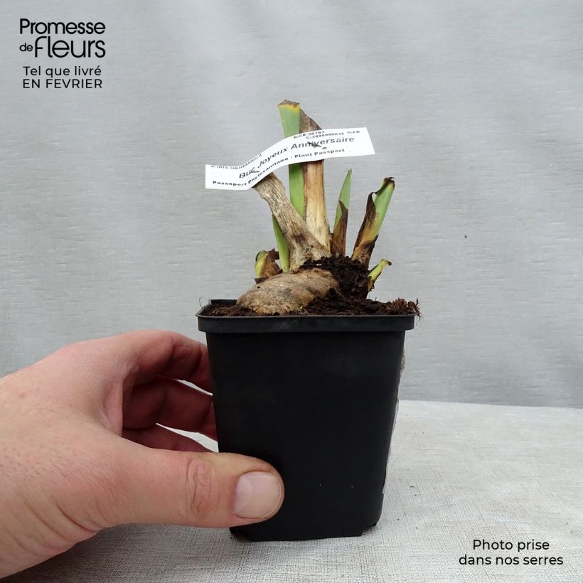 Example of Iris germanica Buc Joyeux Anniversaire - Iris des jardins remontant Godet de 8/9 cm as you get in hiver