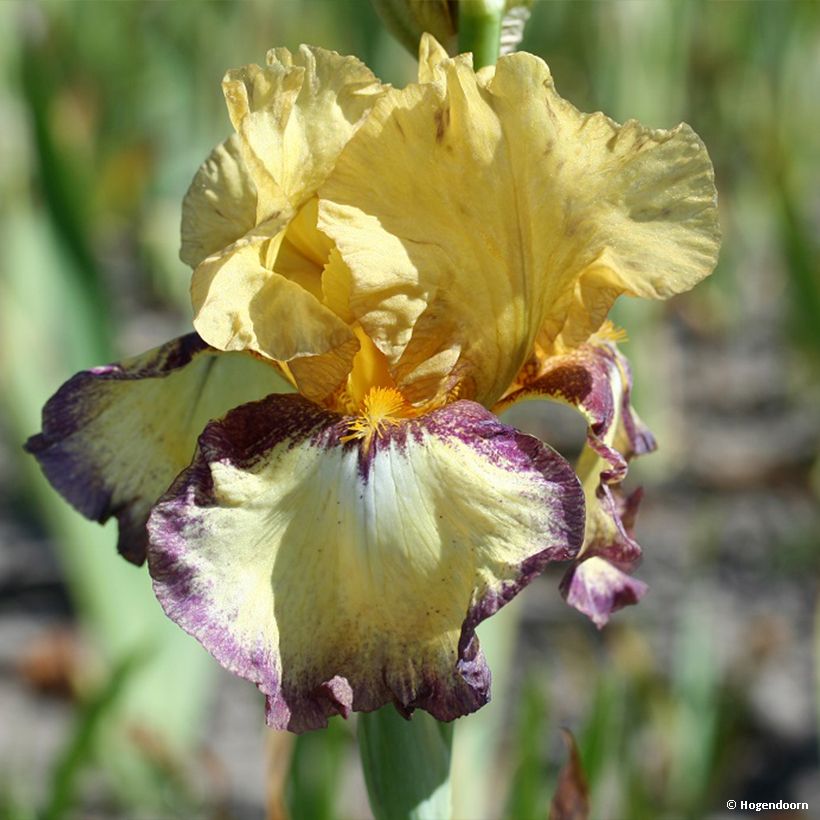 Iris germanica Bullwinkle - Iris de bordure (Floraison)