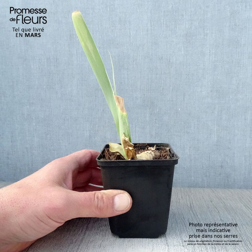 Spécimen de Iris germanica Burnt Toffee Godet de 8/9 cm tel que livré au printemps