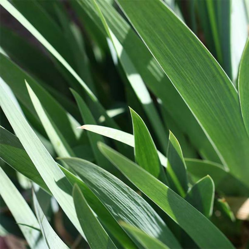 Iris germanica Burst (Foliage)