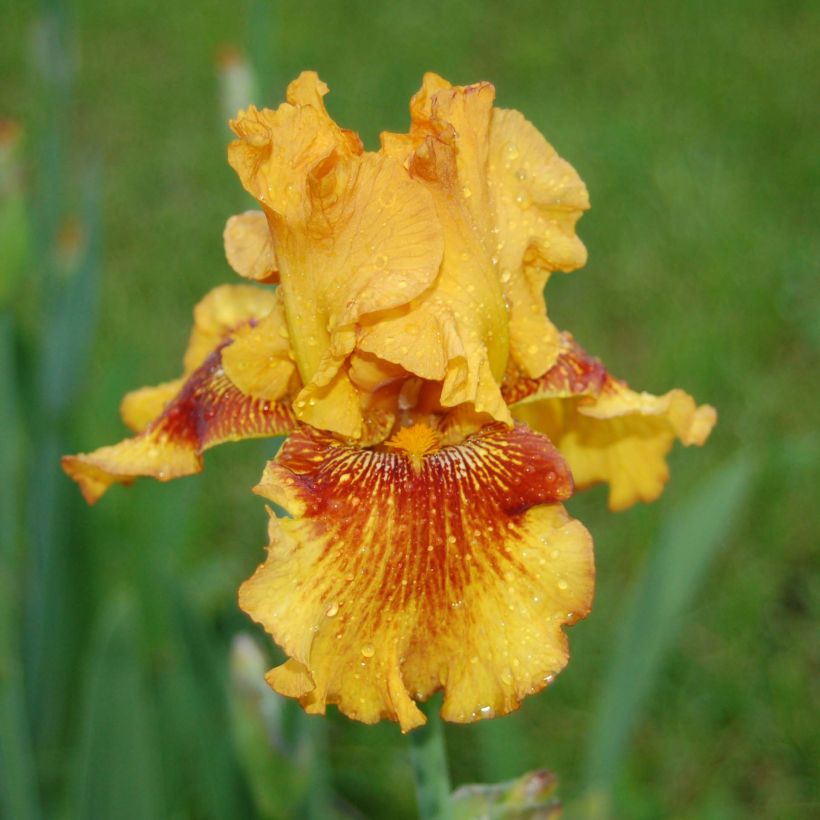 Iris germanica Burst (Flowering)