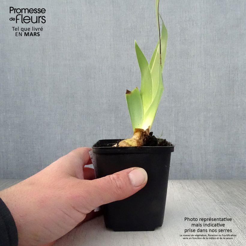 Example of Iris germanica Burst Godet de 8/9 cm as you get in printemps