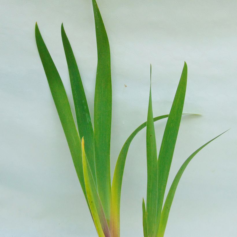 Iris germanica Cable Car - Penny a Pinch (Foliage)