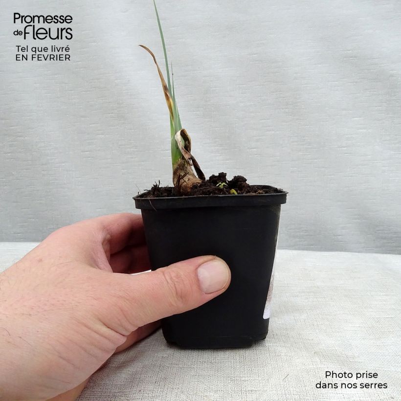 Spécimen de Iris germanica Cable Car - Iris des Jardins Godet de 8/9 cm, Calibre 4/6 tel que livré en hiver