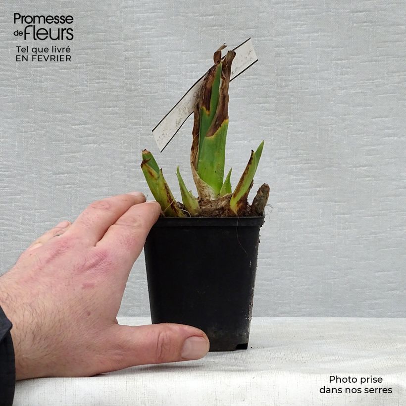 Example of Iris germanica Cameo wine Godet de 8/9 cm as you get in hiver