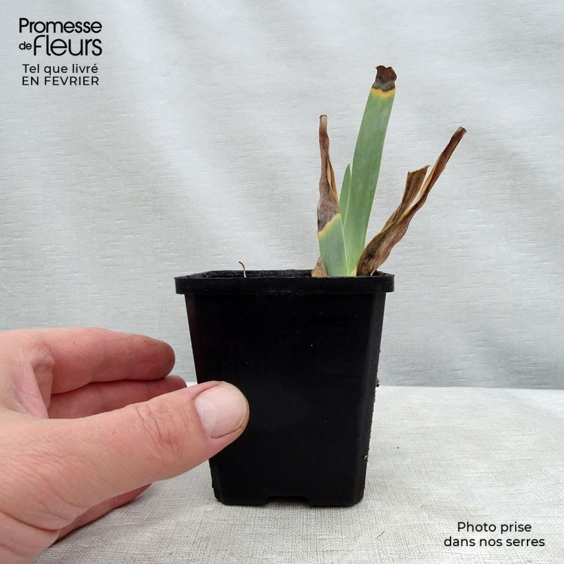 Example of Iris germanica Caprice de Star Godet de 8/9 cm as you get in hiver