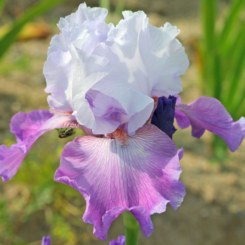 Iris germanica Carl and Sissy (Flowering)