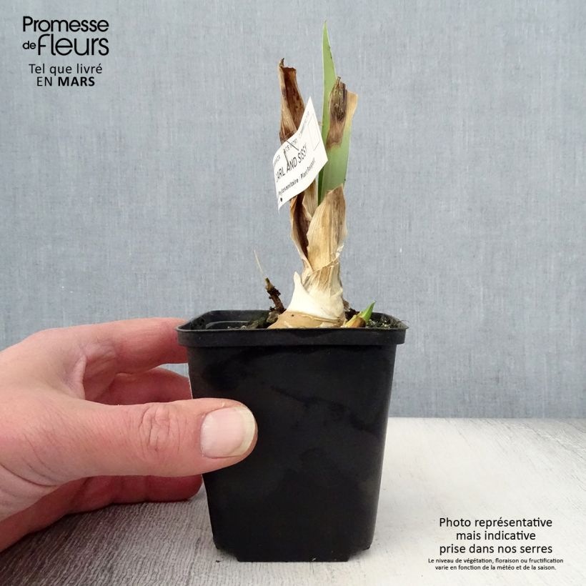 Example of Iris germanica Carl and Sissy Godet de 8/9 cm as you get in printemps