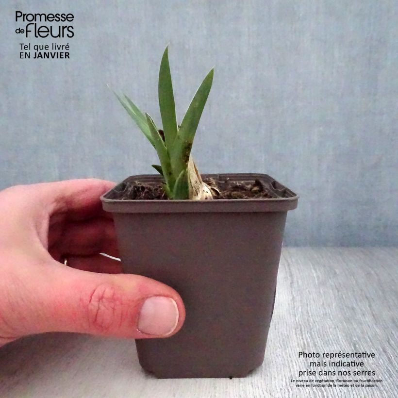 Example of Iris germanica Casque d'Or - Iris des Jardins Godet de 8/9 cm, Calibre 4/6 as you get in hiver