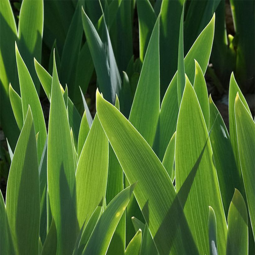 Iris germanica Cat's Eye - Iris des Jardins Lilliput (Foliage)
