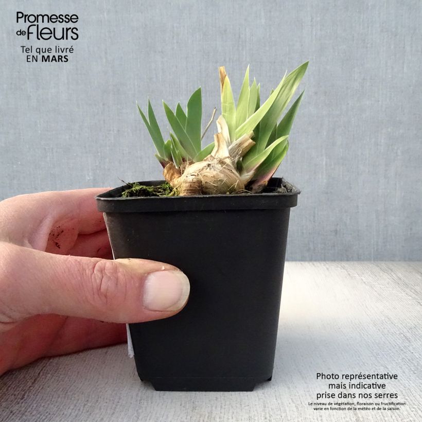 Example of Iris germanica Cat's Eye - Iris des Jardins Lilliput Godet de 8/9 cm as you get in printemps