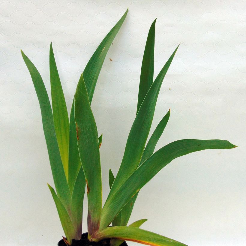 Iris germanica Champagne Frost (Foliage)