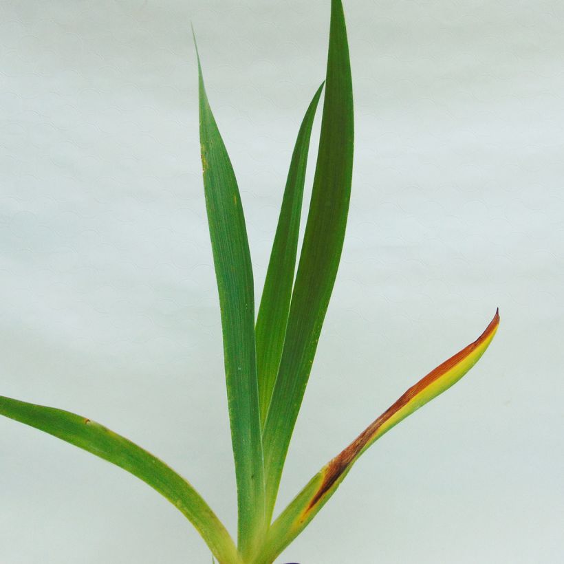 Iris germanica Chateau d Auvers Sur Oise (Foliage)