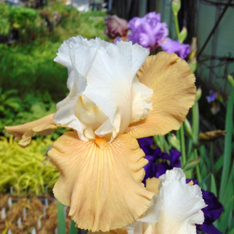 Iris germanica Chateau d Auvers Sur Oise (Flowering)
