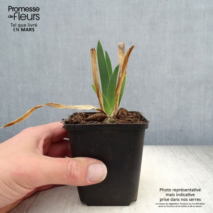 Example of Iris germanica Chateau d Auvers Sur Oise Godet de 8/9 cm as you get in printemps