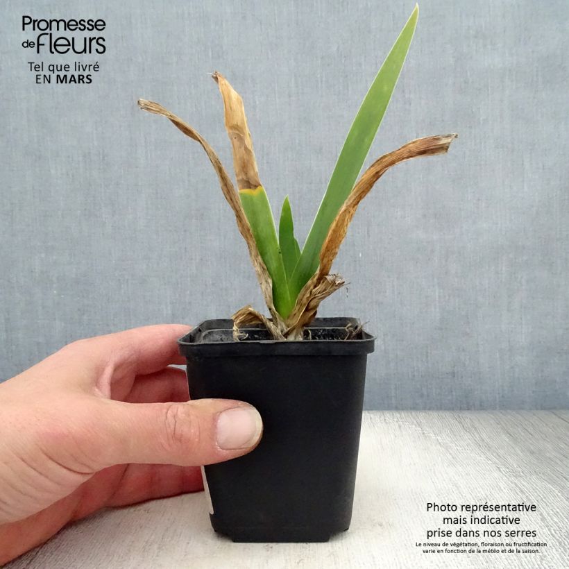Example of Iris germanica Cigarillo - Iris des Jardins Godet de 8/9 cm as you get in printemps