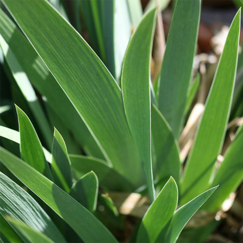 Iris germanica Coffee Whisper - Iris des Jardins (Foliage)