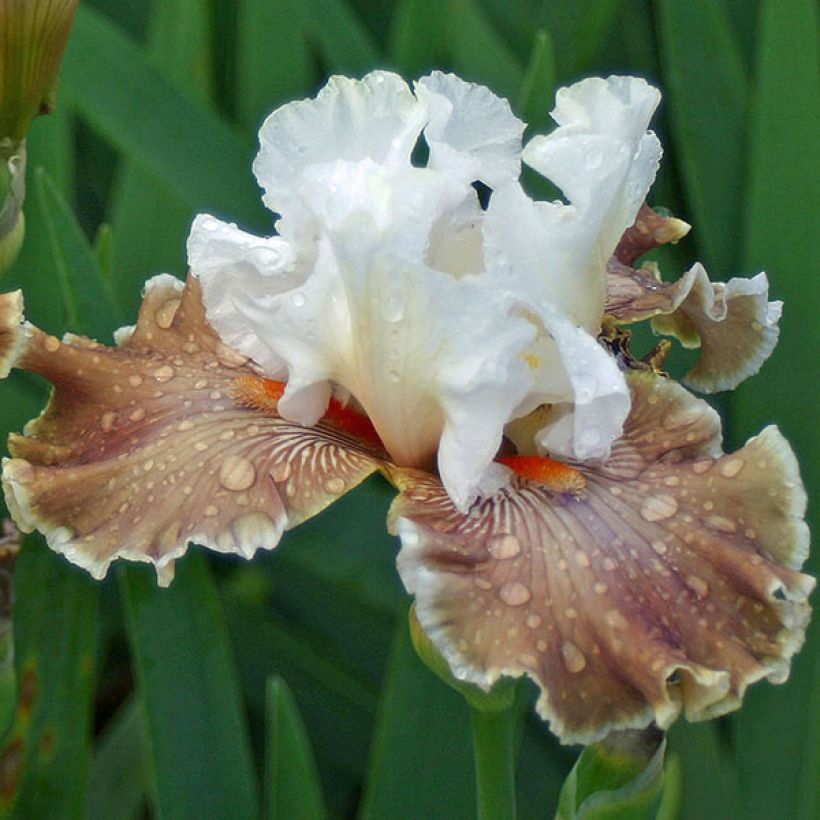 Iris germanica Coffee Whisper - Iris des Jardins (Flowering)