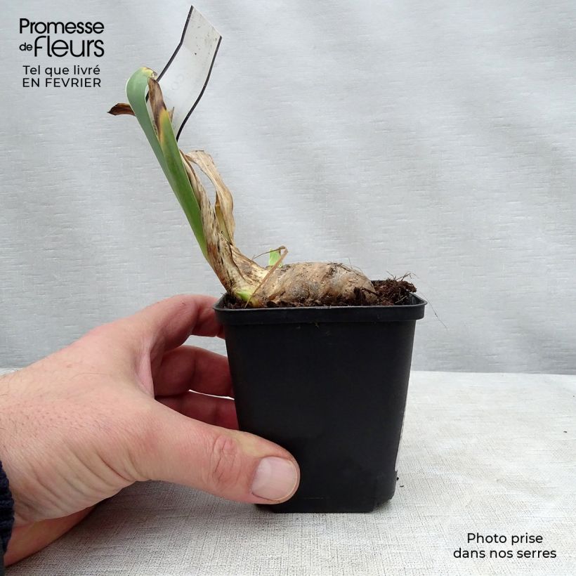 Example of Iris germanica Coffee Whisper - Iris des Jardins Godet de 8/9 cm as you get in hiver
