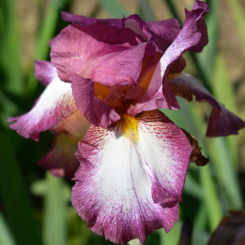 Iris germanica Crinoline - Iris des Jardins (Flowering)