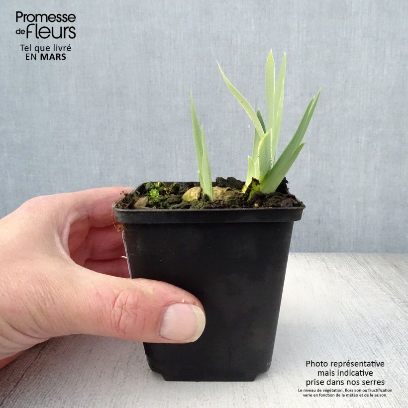 Spécimen de Iris germanica Dame Blanche - Iris des Jardins Godet de 8/9 cm tel que livré au printemps