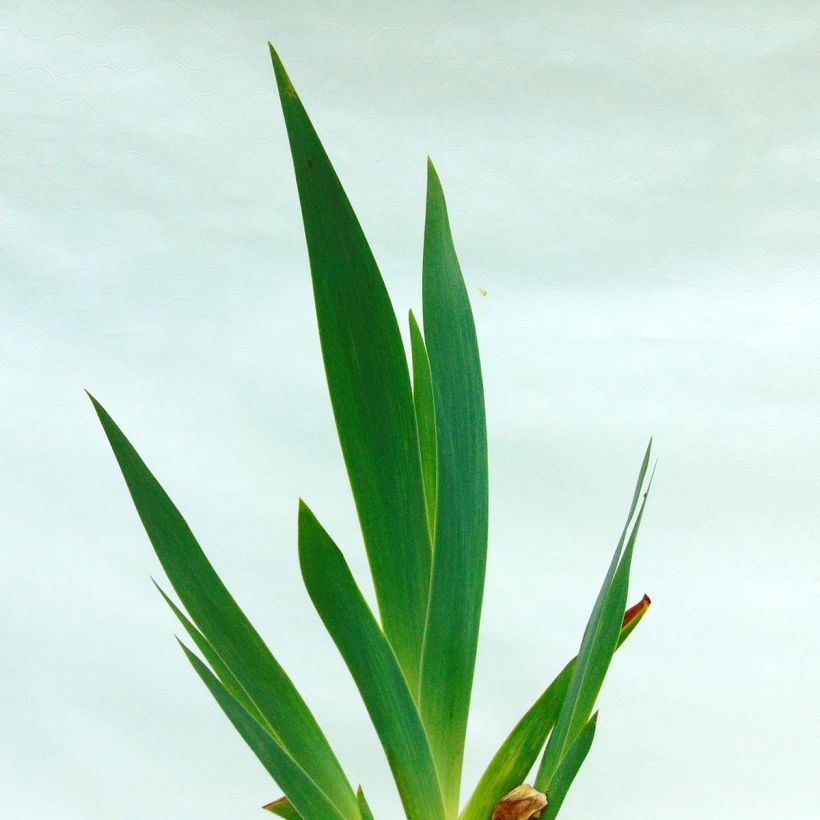 Iris germanica Dance Hall Dandy (Foliage)