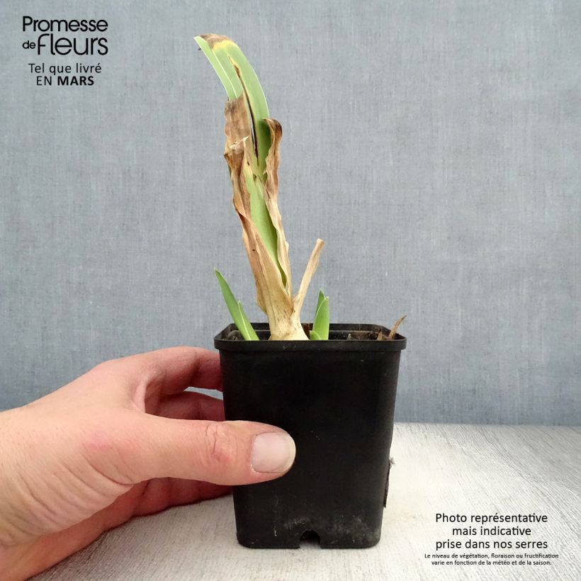 Example of Iris germanica Dance Hall Dandy Godet de 8/9 cm as you get in printemps