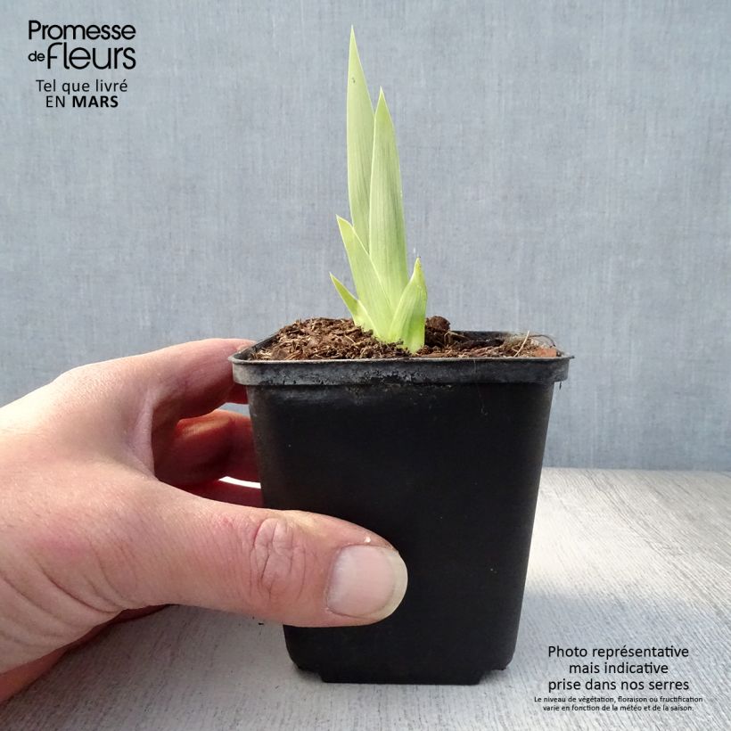 Example of Iris germanica Deep Dark Secret - Grand Iris des Jardins Godet de 8/9 cm as you get in printemps