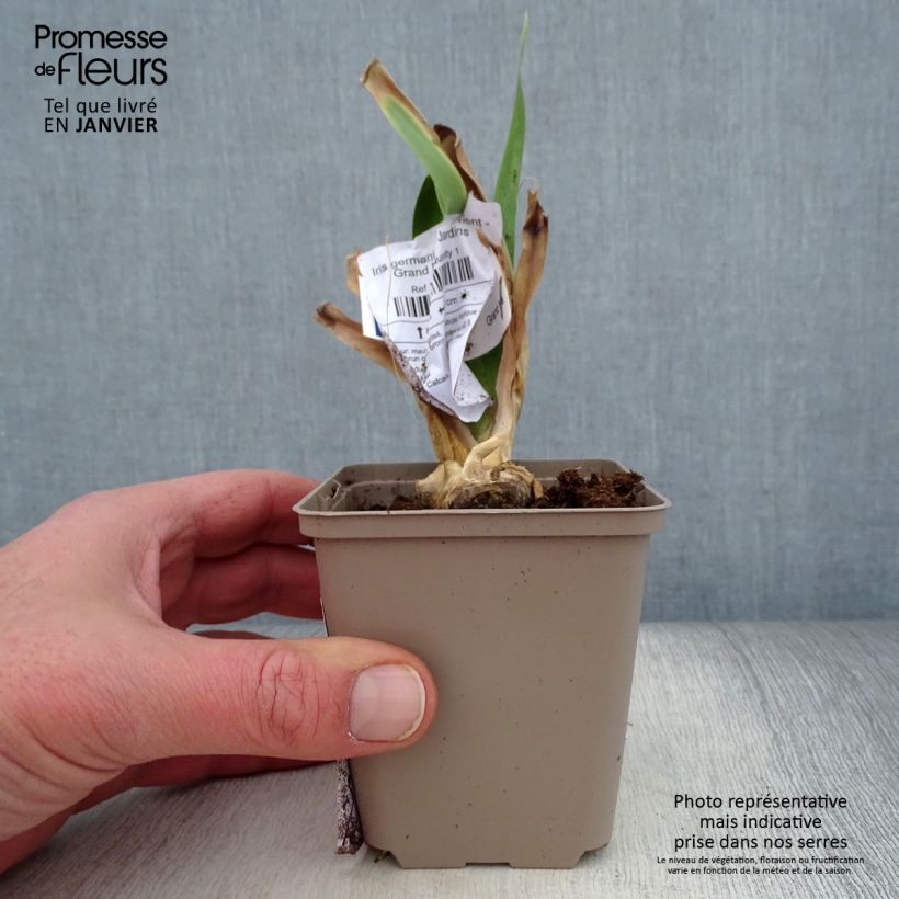 Example of Iris germanica Déguisement - Grand Iris des Jardins  Godet de 8/9 cm as you get in hiver