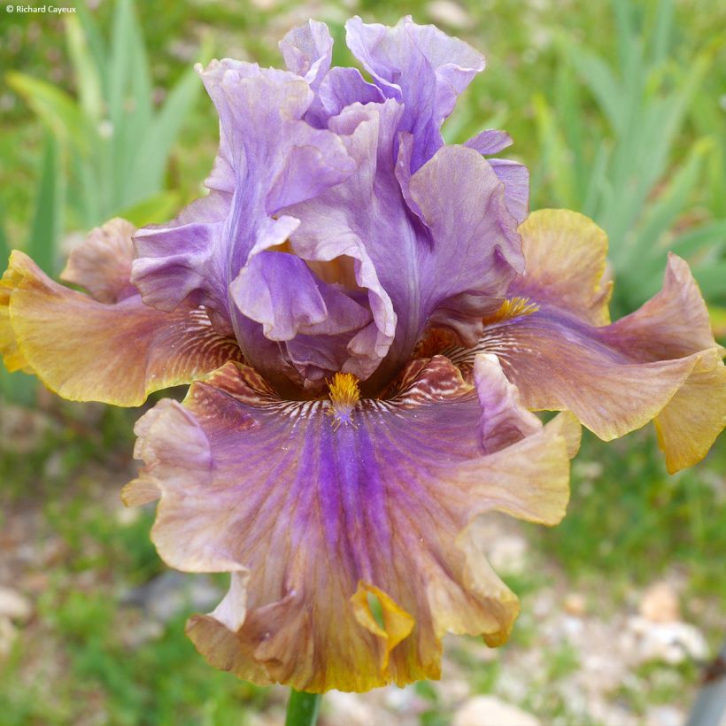 Iris germanica Déguisement - Grand Iris des Jardins  (Flowering)