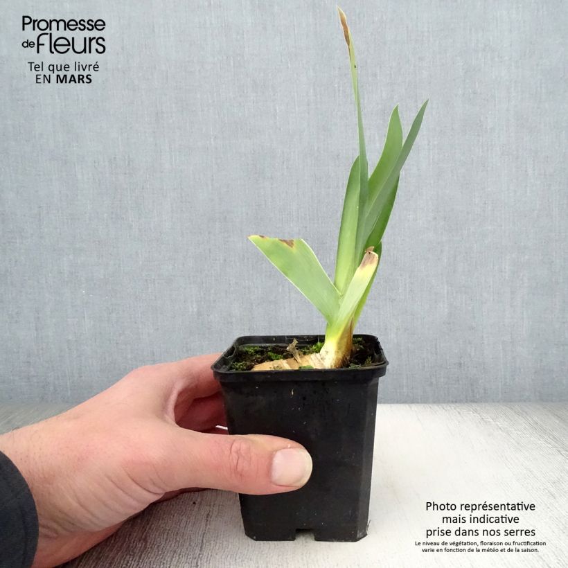 Example of Iris germanica Delta Blues Godet de 8/9 cm as you get in printemps