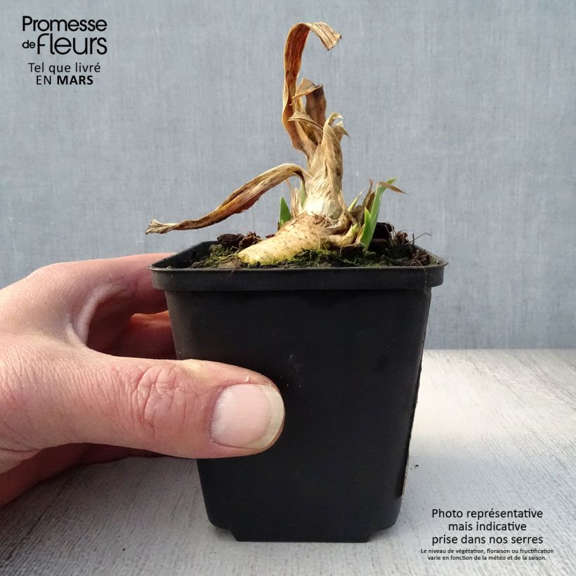 Example of Iris germanica Devil Baby - Iris des Jardins Lilliput Godet de 8/9 cm as you get in printemps