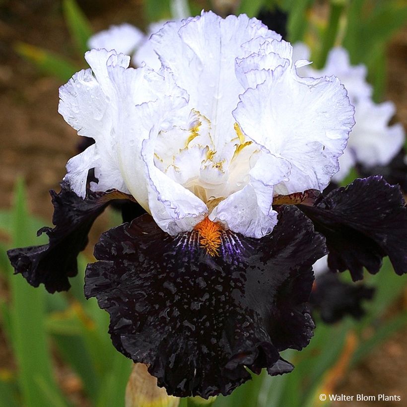 Iris germanica Domino Noir - Iris des Jardins (Flowering)