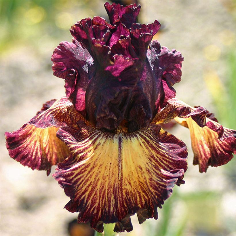 Iris germanica Drama Queen - Iris des Jardins (Flowering)