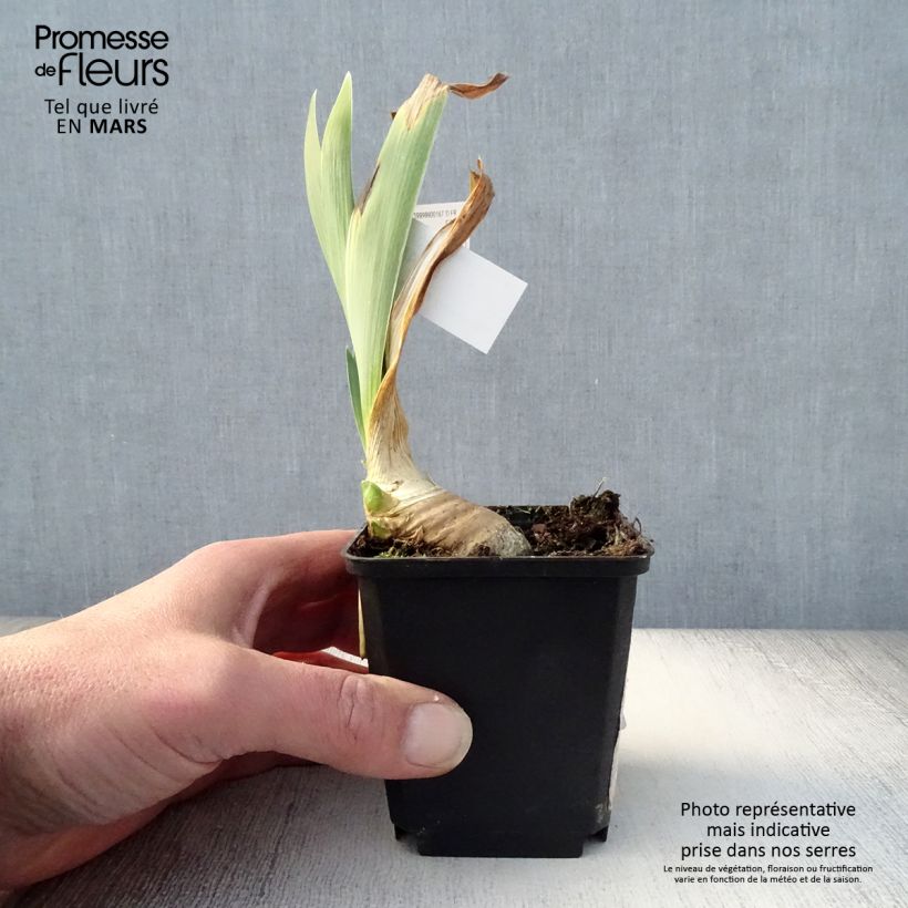 Example of Iris germanica Drama Queen - Iris des Jardins Godet de 8/9 cm as you get in printemps