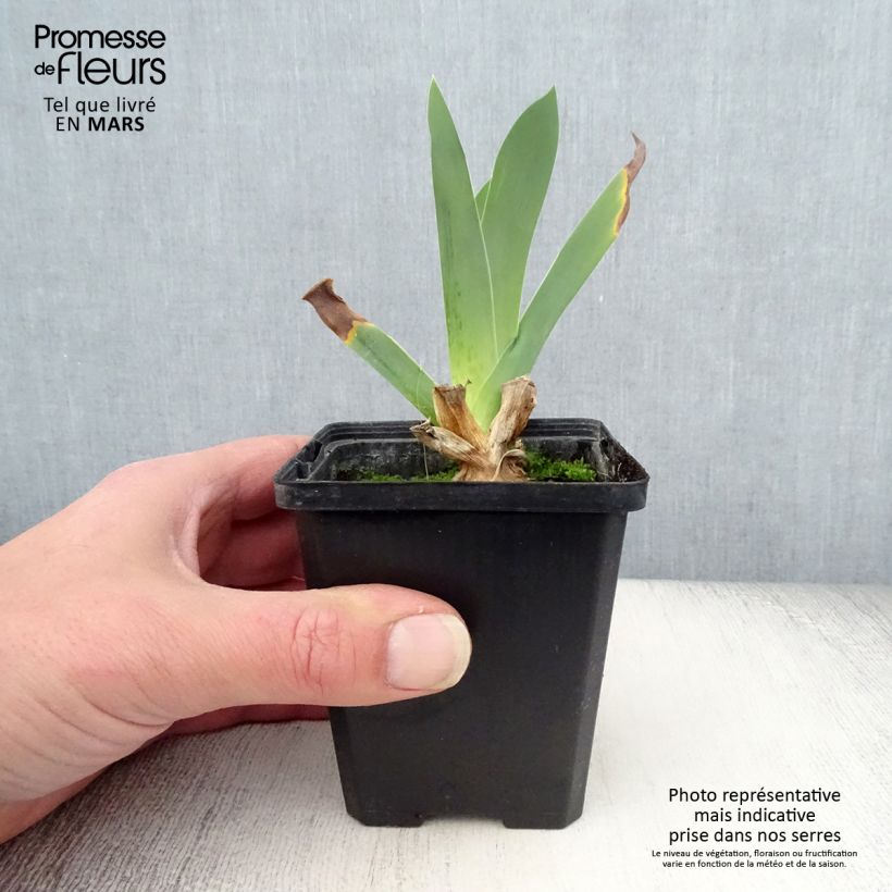 Example of Iris germanica Edith Wolford - Iris des jardins Godet de 8/9 cm, Calibre 4/6 as you get in printemps