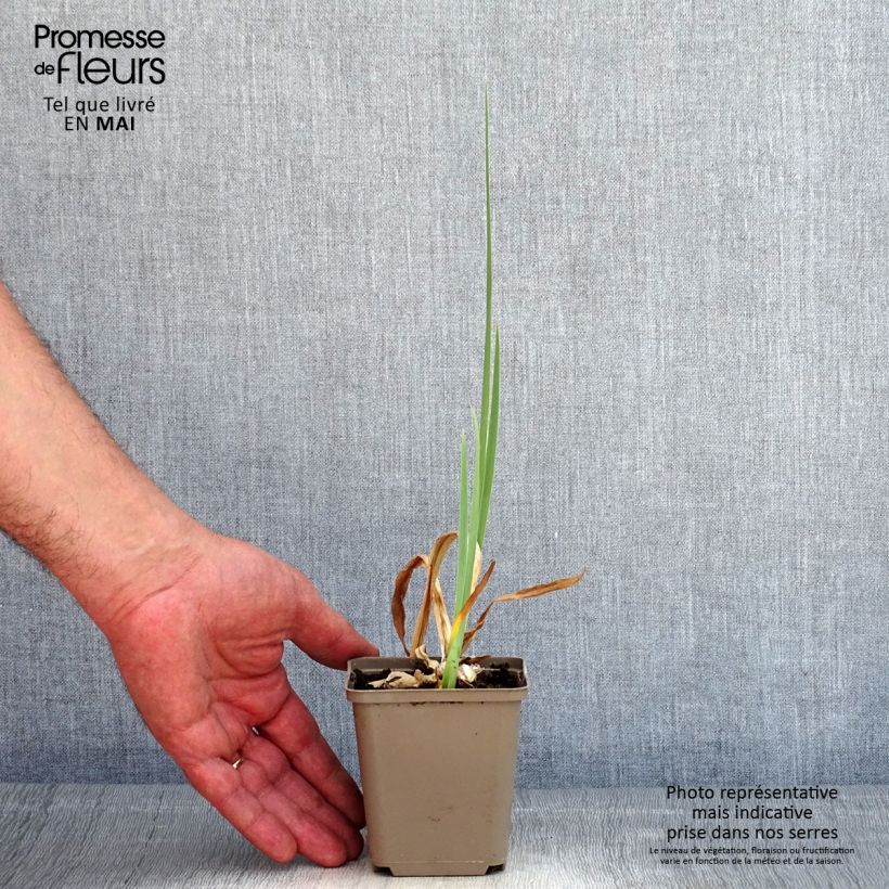 Example of Iris germanica En Ebullition - Iris de Bordure Godet de 8/9 cm as you get in printemps