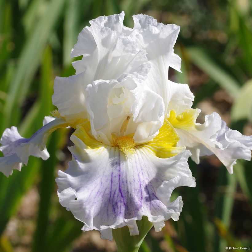 Iris germanica En Ebullition - Iris de Bordure (Flowering)