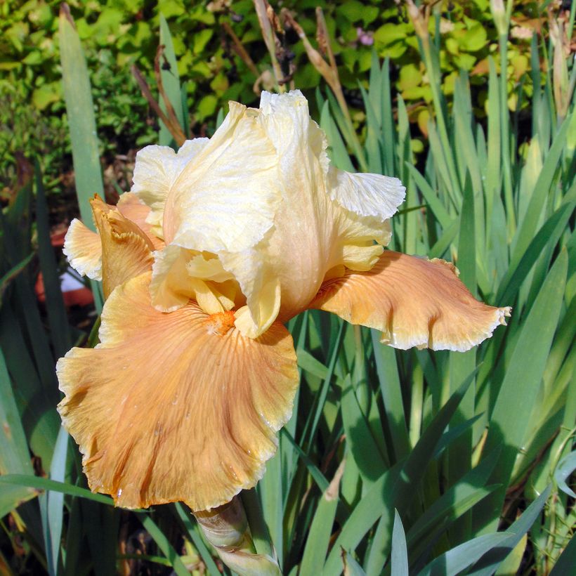 Iris germanica English Charm - Iris des jardins remontant (Flowering)