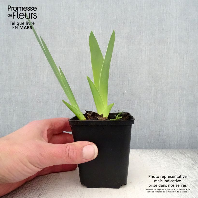 Example of Iris germanica English Charm - Iris des jardins remontant Rhizome, Calibre 10/15, qualité extra as you get in printemps