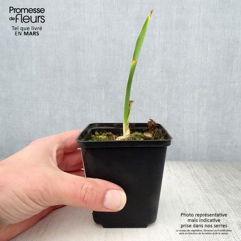 Example of Iris germanica Fiery Temper - Iris des Jardins Godet de 8/9 cm, Calibre 4/6 as you get in printemps