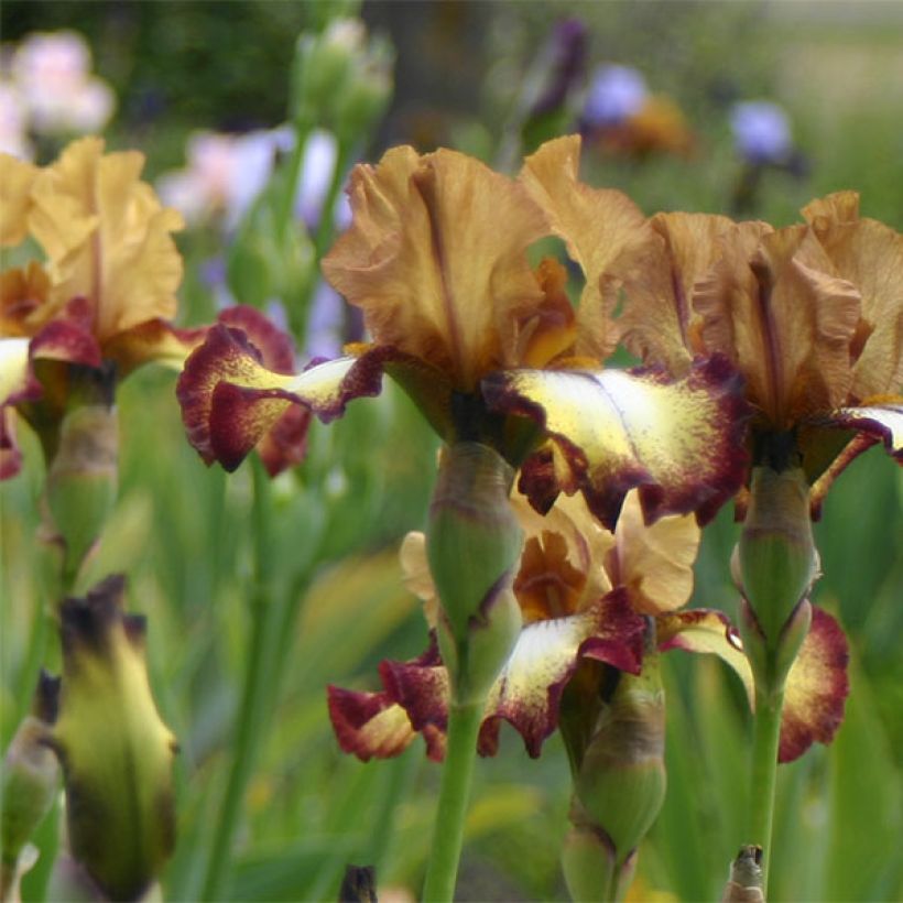 Iris germanica Flamenco - Burgundy Brown - Iris des Jardins (Flowering)